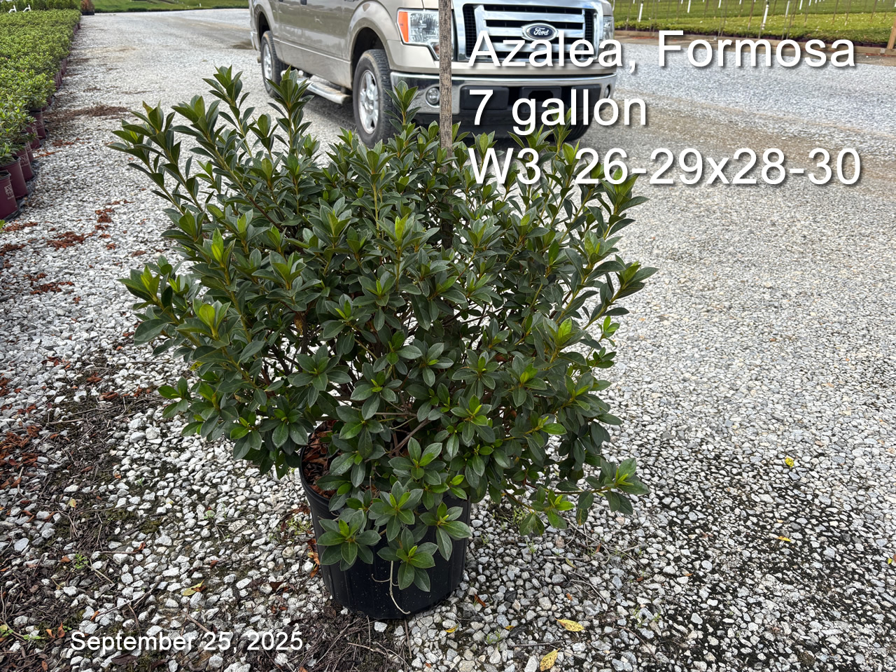 gallery/form7 w3 sept25.jpg